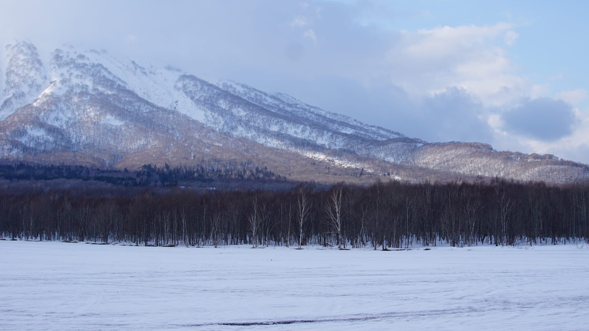 A wide mountain range seen through birch trees