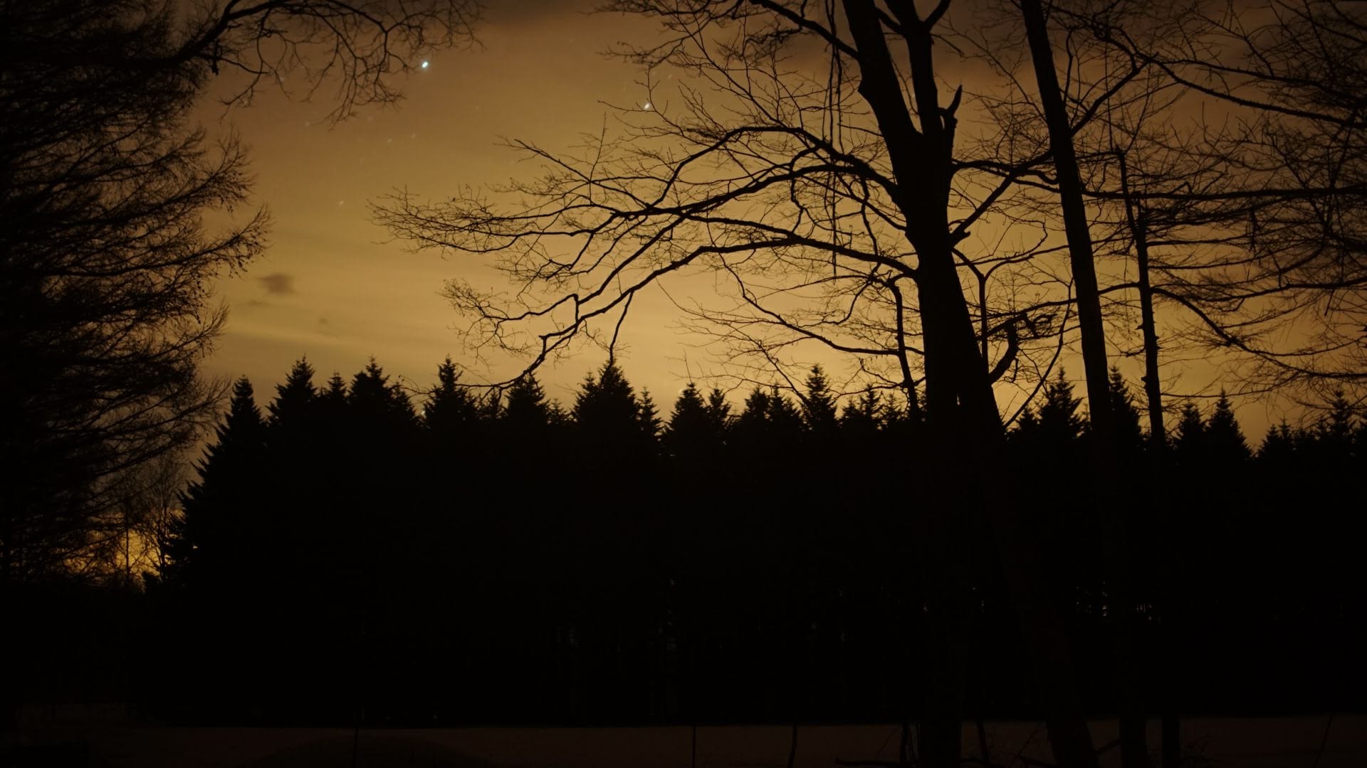 A warm glow in the night sky above tree silhouettes