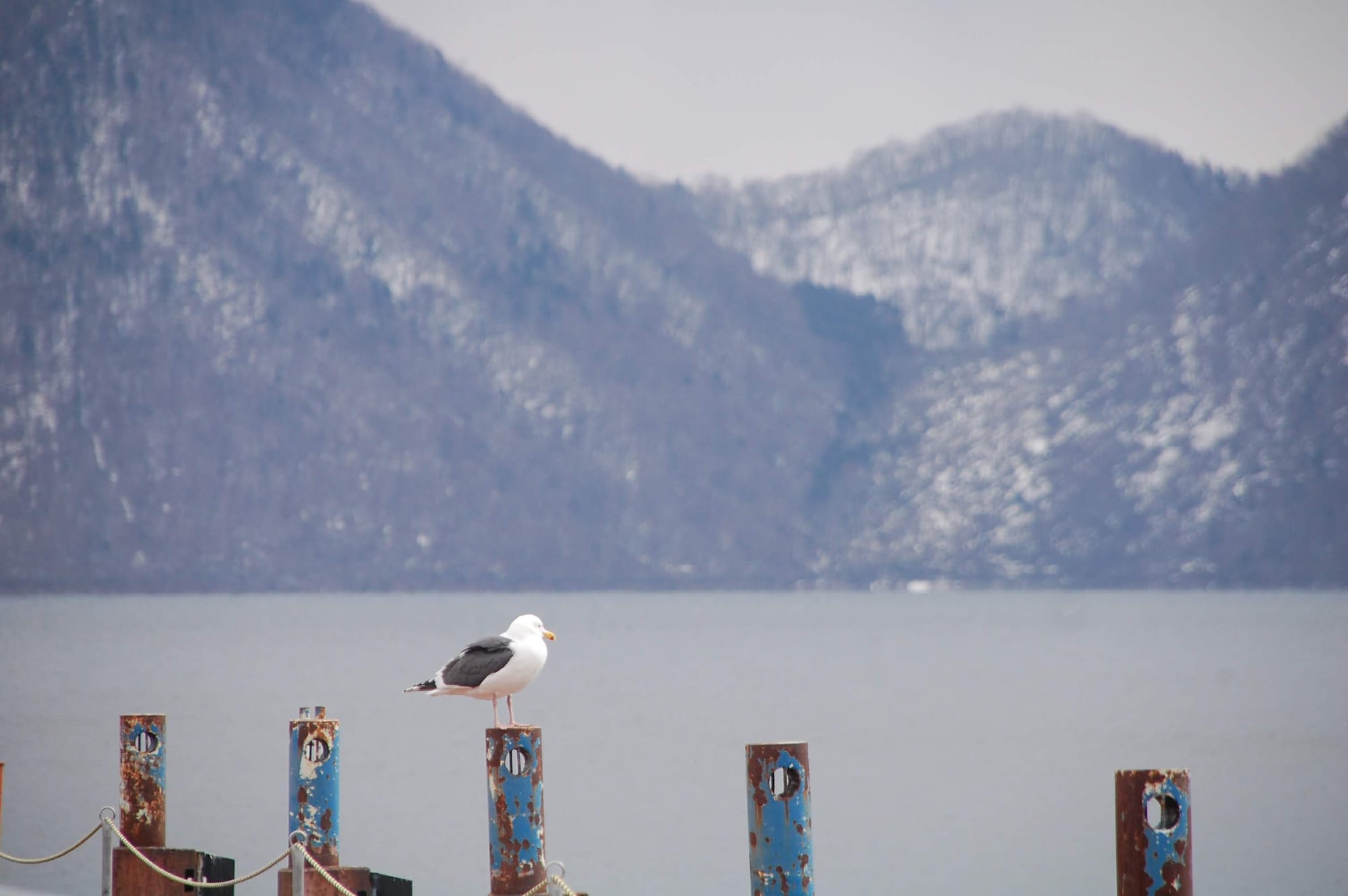 A seagull resting on a weathered dock post over a lake