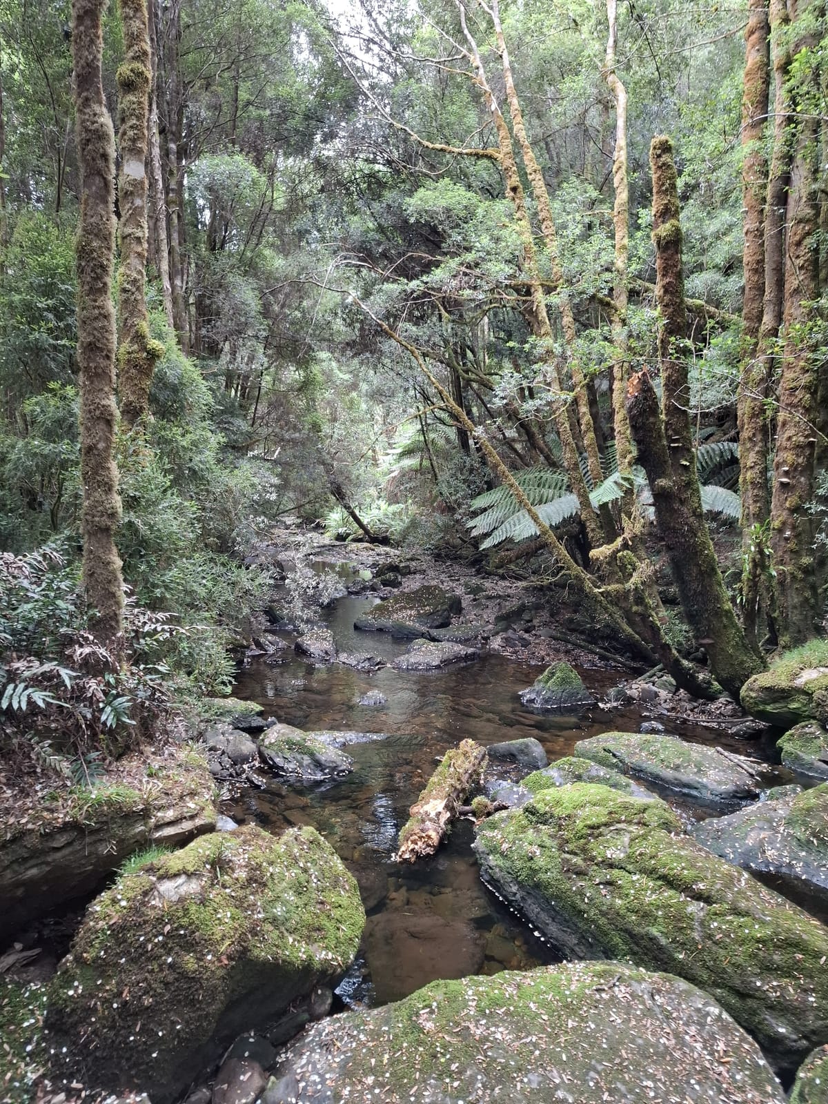 Tasmania — February 8, 2025