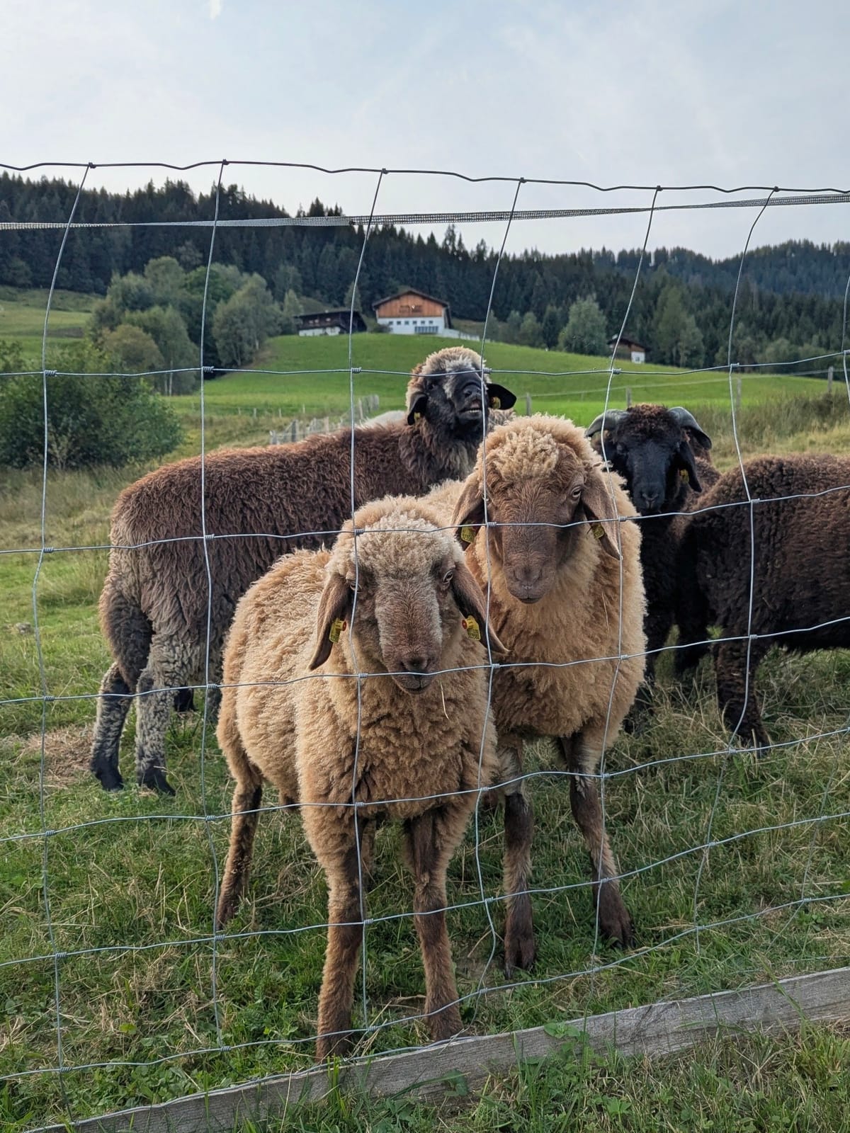 Austrian countryside — September 2, 2026